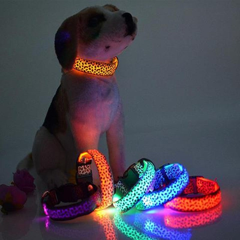 Light-Up Dog Collar for Safe Night Walks